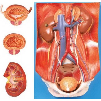 URINARY SYSTEM (SOFT)